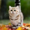 Анна Терехова