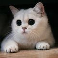 Тилимилитряндия