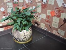 колотея