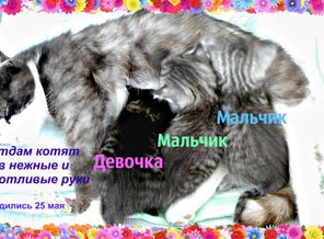 Котята