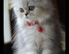 kirmizili_kedi