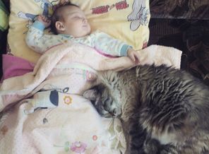 котейка бережёт наш дневной сон