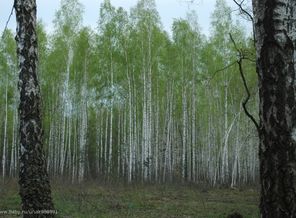 фотографирывала беременно