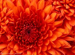 Chrysanthemum