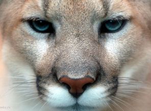 12_puma_wallpaper_1920x1080