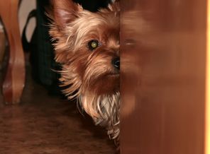 IMG_4581