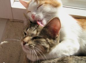 котик наверное влюбился)