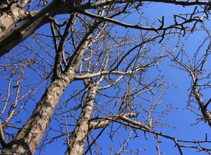 IMG_0554