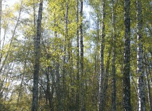 березовая роща
