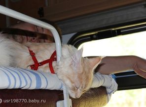 Мои коты. Возвращаемся с выставки )