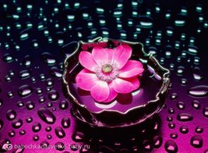 1275818141_petals-and-water