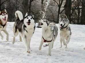 Хаски встреча в Казани.