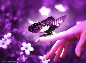 Beautiful-Butterflies 1