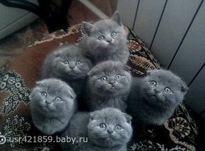 комочки позитива))))