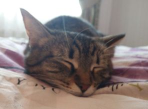 любимица кошка Буся