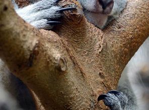 koala