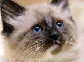 36359222_wallpapers_cats_124