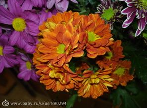 DSC02632