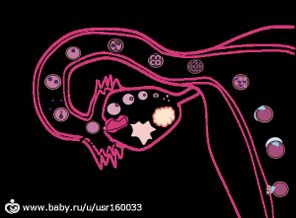 600px-Human_Fertilization