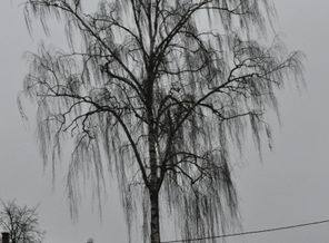 DSC_0071