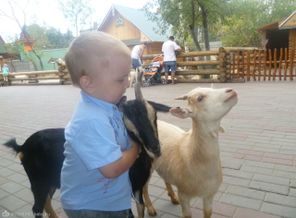 забодаю