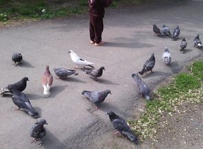 Обожаем гуль)))