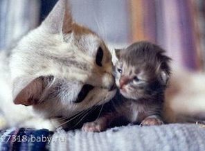 getImage (13)