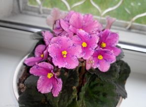 мои фиалочки