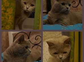 Котя Боня