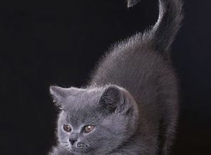51408573_cat_rabbit_19