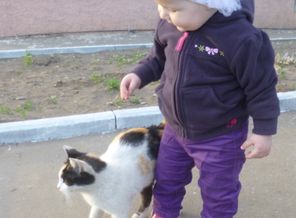 Любим кошечек