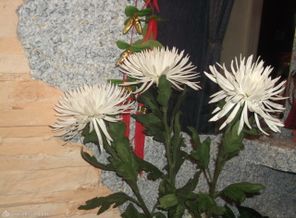 DSCF0741