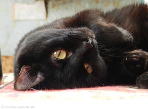 Котан