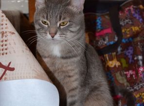 Наш котяра во время ремонта на кухне