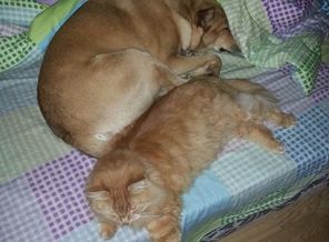 дружим с котом