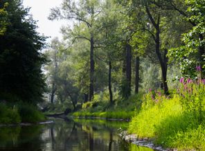 Дерево отражается в воде