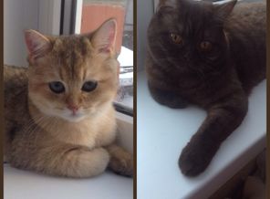 Мое котосчастье
