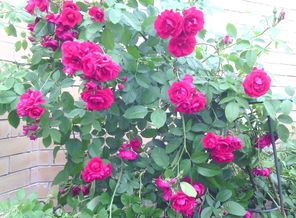 IMG_20140614_170808