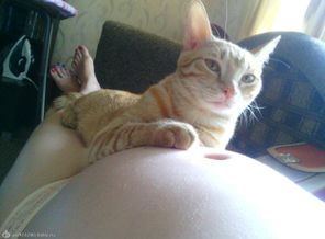 муся охраняет животик.