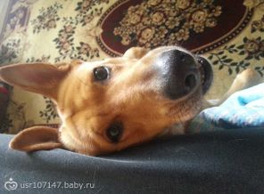 наш волшебный пес Марли))