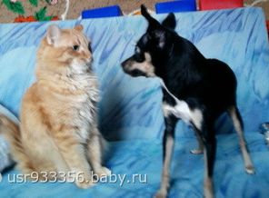 наши питомцы)))
