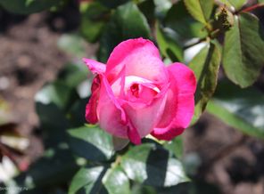 IMG_2550