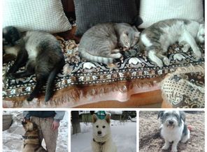 collage_photocat