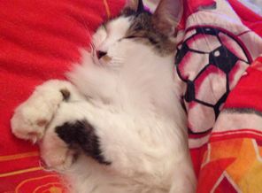 Котеночек наш