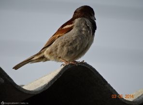 DSC00008