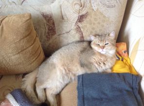 Мое котосчастье)сынуля младший!
