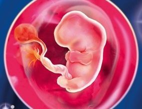 6-week-beremennosti-1