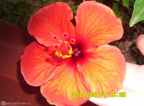 SAM_3982