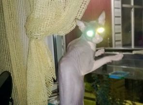 светофор
