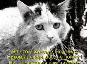никогда не обижайте, котики тоже плачут и страдают(((